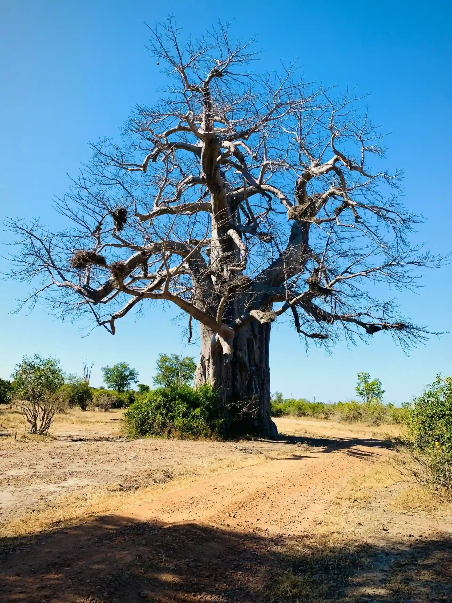 Deserts & Baobabs