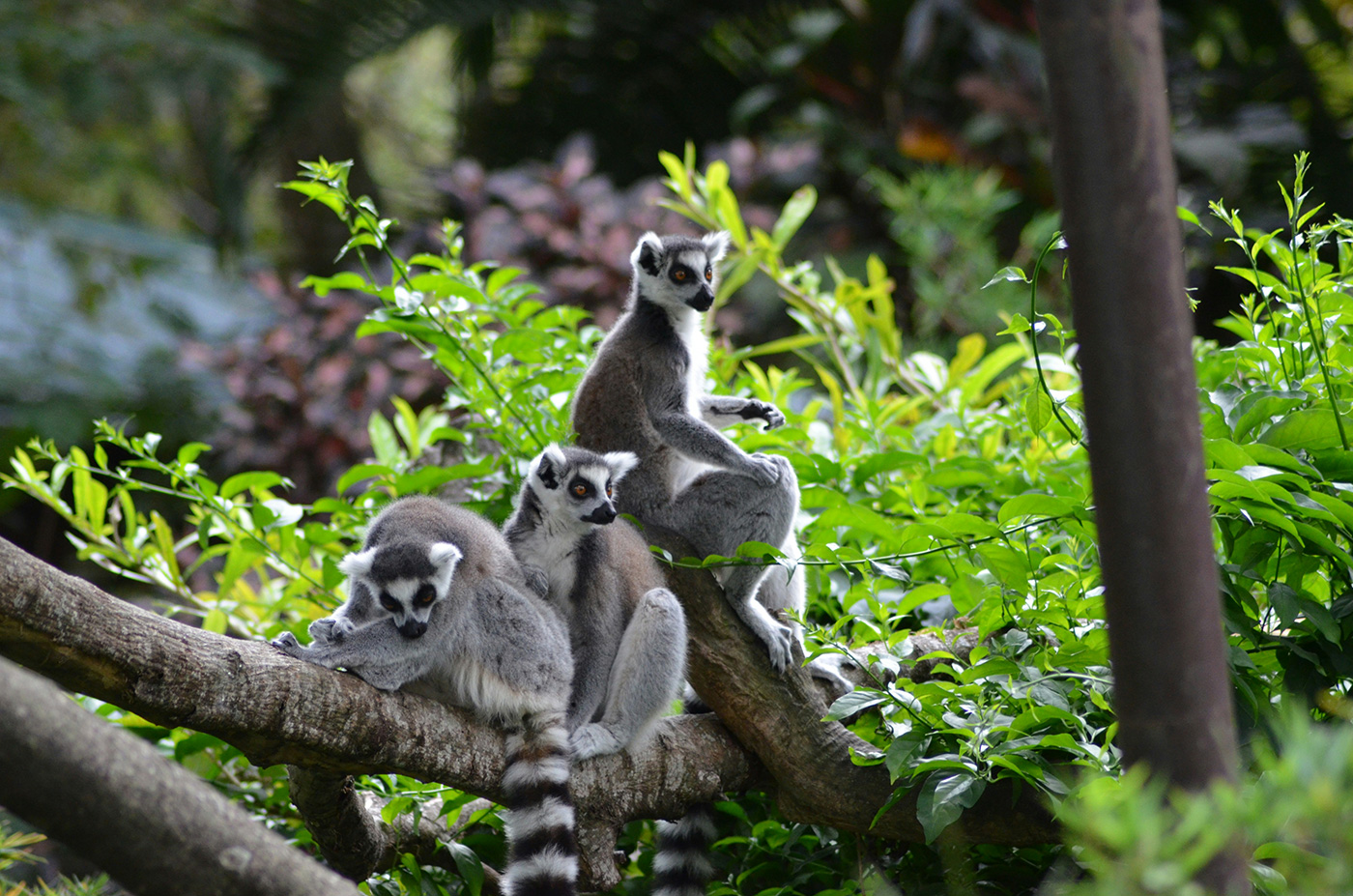 lemur and forest